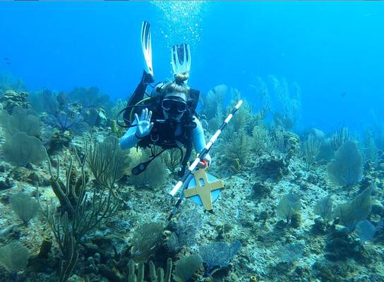 Sea Turtle & Reef Conservation in Cayman Islands