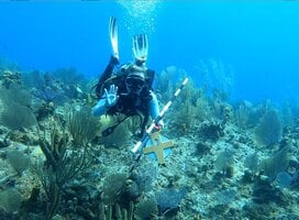 Sea Turtle & Reef Conservation in Cayman Islands