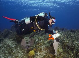 Marine Conservation Volunteering