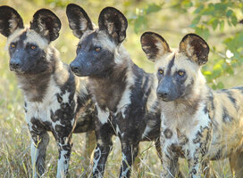 African wild dogs occasionally move through the landscape where our Wildlife Conservation Program is run.