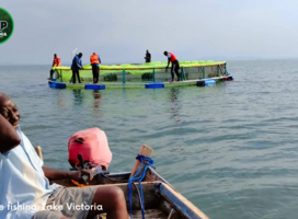 Fish caging, Lake Victoria 