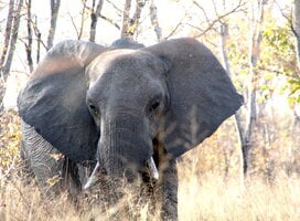 Elephant 