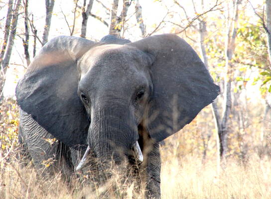 Elephant 
