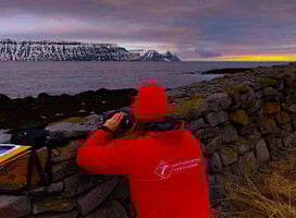 Guillemot breeding success