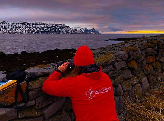 Guillemot breeding success