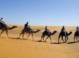 Camels in Morocco