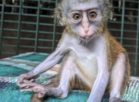 Baby mona monkey, Penja