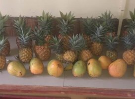 Growing pineapples! 