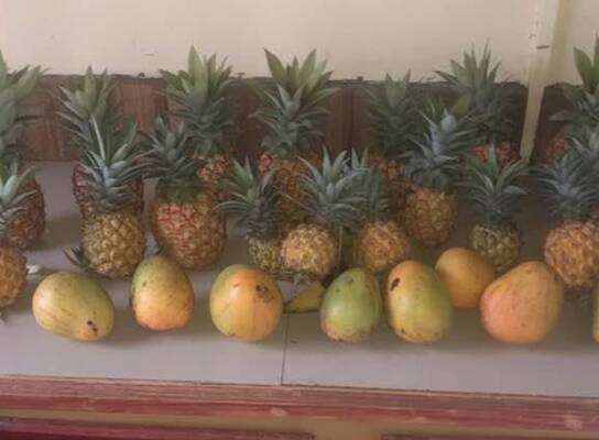 Growing pineapples! 