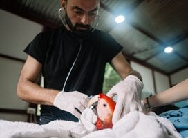 Our vet checking an injured macaw