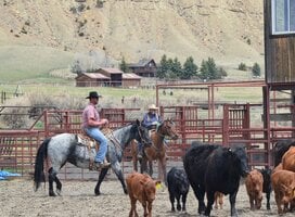 Riders and cows