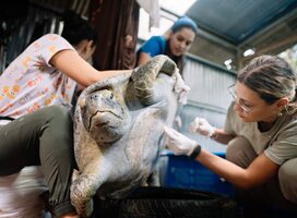 Sea turtle treatment