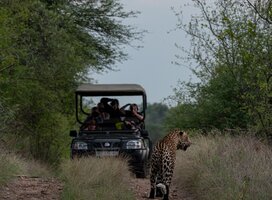 African Big 5 And Wildlife Conservation Volunteers encountering a leopard