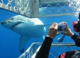 SHARK CONSERVATION volunteer observing a great white shark