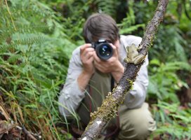 A volunteer photographs a spikethumb frog