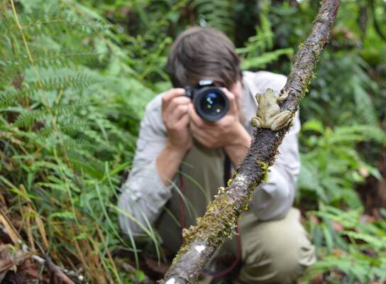 A volunteer photographs a spikethumb frog