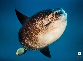 One of our famous residence the Oceanic Sunfish, Mola, Mola Mola, Moon Fish