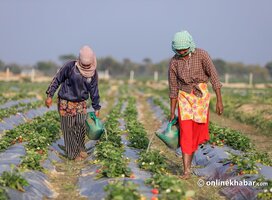  Strawberry farming is grown in about 1,300 hectares in Nepal, mostly in Nuwakot and Okharpauwa, producing 400 tons of strawberry annually. 