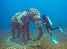Scuba diving 