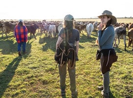 Wildlife (and livestock) count transects