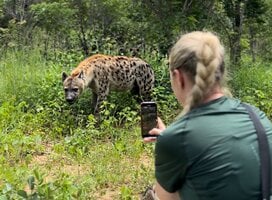 Hyena Encounter