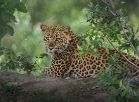 Leopard
