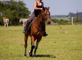 Polocrosse