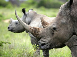 A mother rhinoceros stands in front of her younger calf on the grasslands of the South Africa