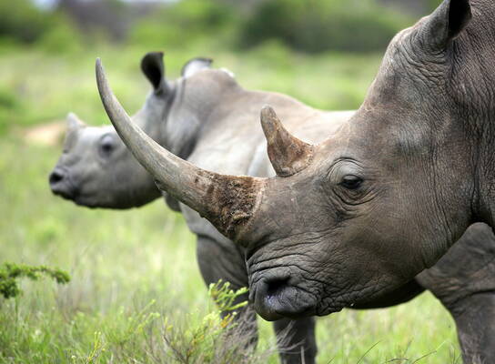 A mother rhinoceros stands in front of her younger calf on the grasslands of the South Africa
