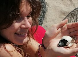 turtle hatchlings