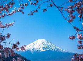a snowcapped mountain rises in the background, while pink cherry blossoms surround the frame of the photograph