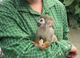 Animal care in Tena