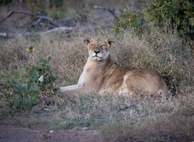 Lion lying