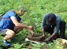 kiviwama tree project