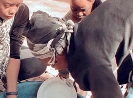 Washing the dishes at feeding site