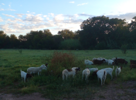 Our farm animals