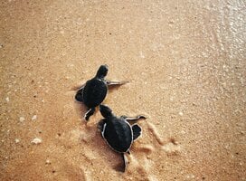 Marine and Wildlife Conservation 