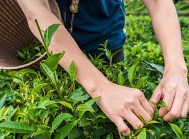 farming hands in garden 