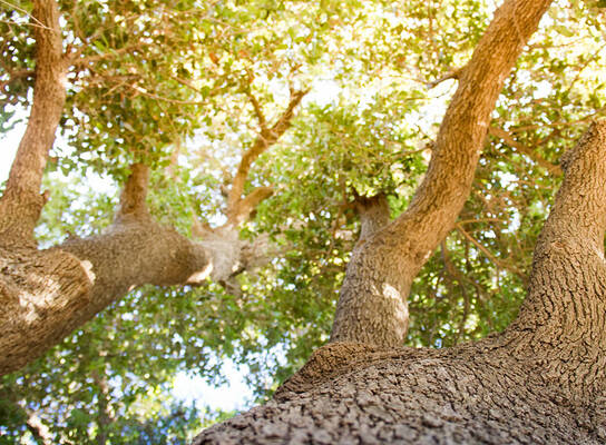 Trees grow beautifully in Israel! They just have to be planted.