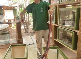 Intern handling a red spitting cobra with tongs