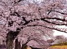 Cherry blossoms near the school