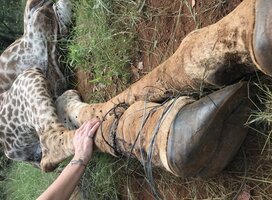 Removing a poachers snare from a giraffe 