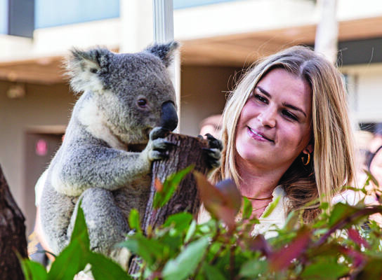 Koala at the Welcome to Australia Event