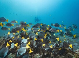 Marine Conservation Program Costa Rica