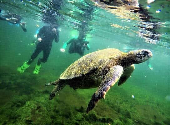 Galapagos 