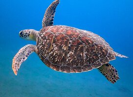 UniSC Sunshine Coast Fraser Coast Animal Ecology bachelor diploma turtle