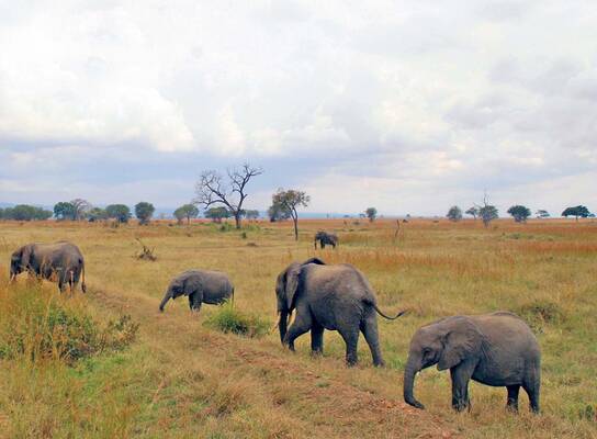 elephants