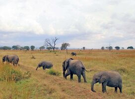 elephants
