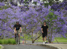 UQ Campus - Jacarandas