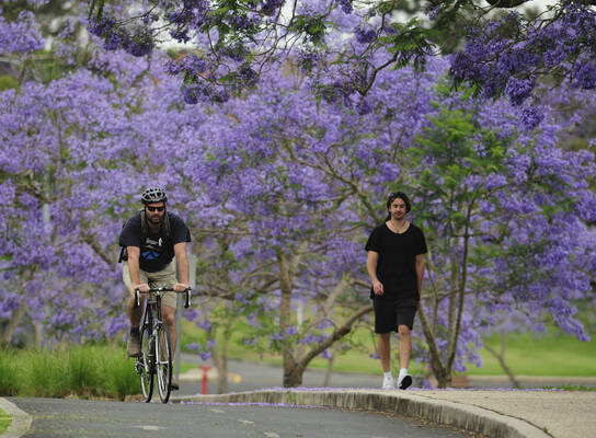 UQ Campus - Jacarandas